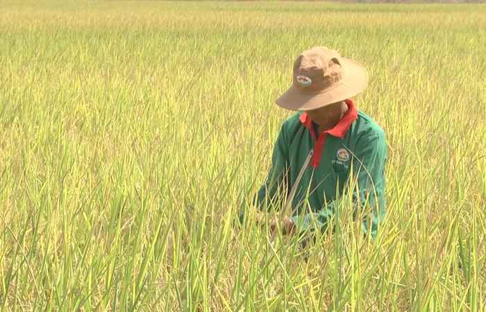 Trợ lực Nhà nông - Tiếng Khmer (20-12-2023)