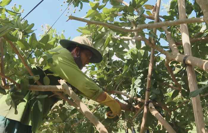 Trợ lực Nhà nông - Tiếng Khmer (21-02-2024)