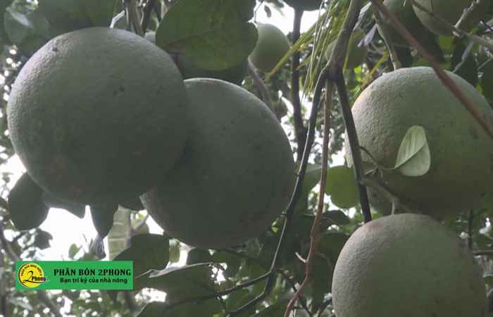 Trợ lực Nhà nông tiếng Khmer (21-07-2021)