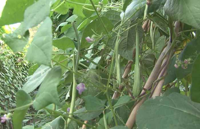 Trợ lực Nhà nông tiếng Khmer 21-11-2018