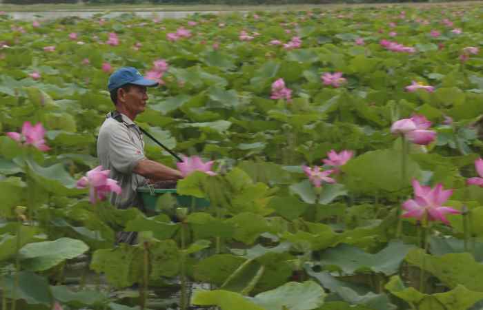 Trợ lực Nhà nông tiếng Khmer (22-01-2025)
