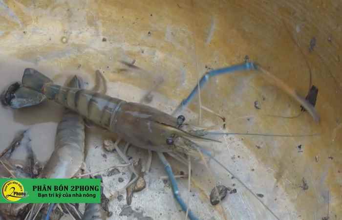 Trợ lực Nhà nông tiếng Khmer 22-07-2020