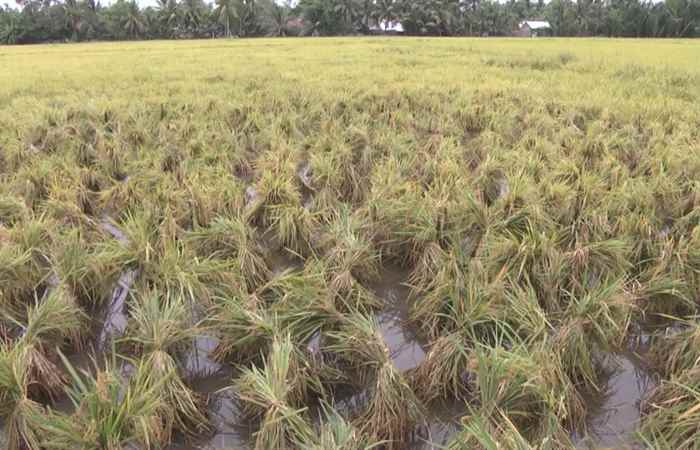 Trợ lực Nhà nông tiếng Khmer 22-08-2018