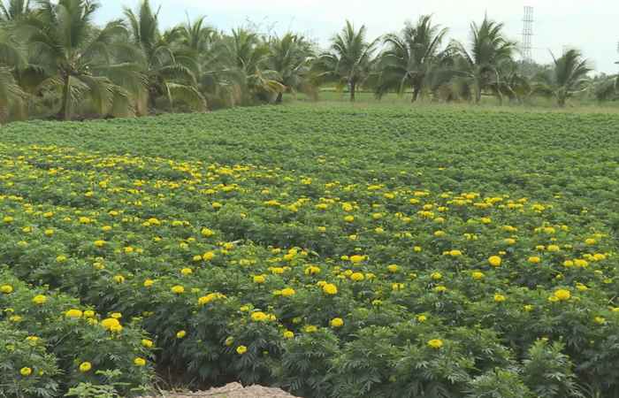 Trợ lực Nhà nông - Tiếng Khmer (24-01-2024)