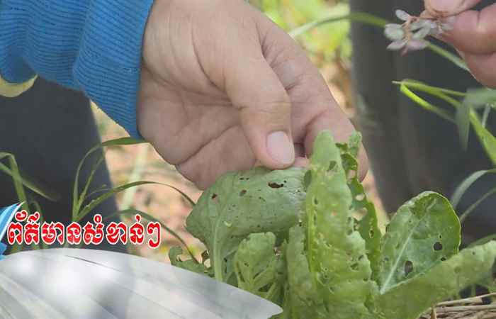 Trợ lực Nhà nông tiếng Khmer (25-11-2020)