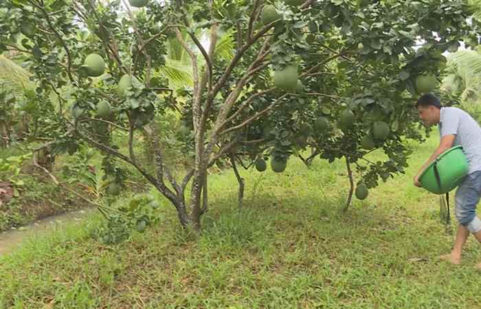 Trợ lực Nhà nông tiếng Khmer (28-10-2020)