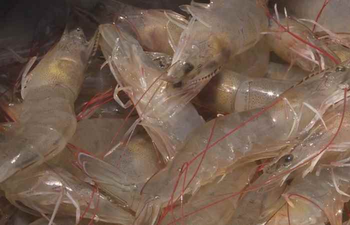 Trợ lực Nhà nông tiếng Khmer (29-04-2020)
