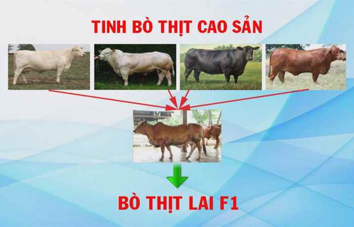 Trợ lực Nhà nông tiếng Khmer 31-10-2018