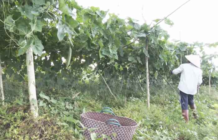  Trợ lực Nhà nông tiếng Khmer(11-08-2021)