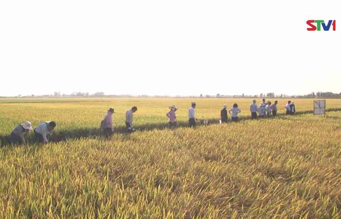 Trung tâm giống cây trồng Sóc Trăng: Hội thảo đánh giá bộ giống lúa chống chịu mặn