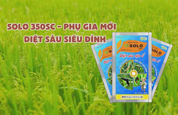 VFC Cánh đồng hội nhập (21-06-2024)