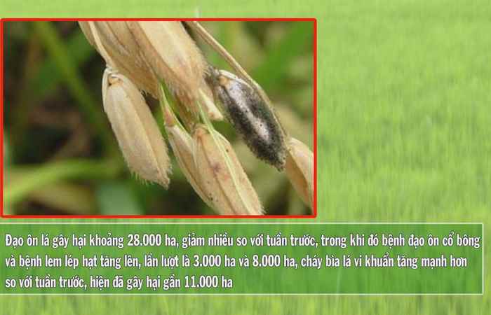 Vì Nông Nghiệp bền vững 20-07-2017