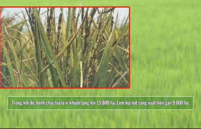 Vì Nông Nghiệp bền vững 27-07-2017
