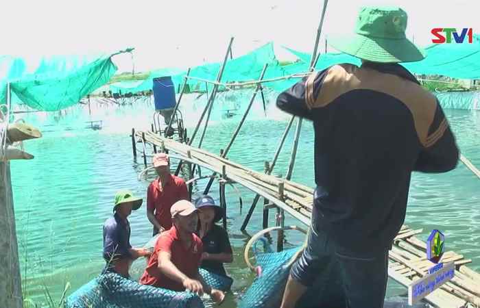 Vĩnh Châu đẩy mạnh mô hình nuôi tôm 2 giai đoạn