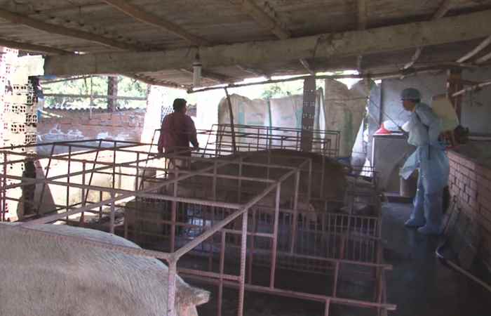Vĩnh Châu tích cực phòng chống dịch tả heo Châu Phi