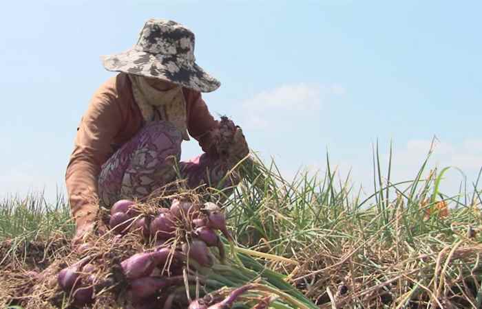 Vĩnh Châu vào vụ thu hoạch hành tím giống