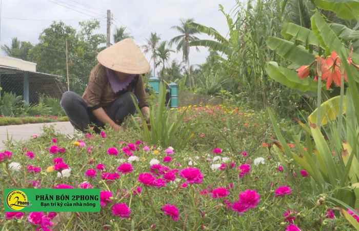 Xã Phú Tâm trên tuyến trình hoàn thành xây dựng Nông thôn mới (08-05-2021)