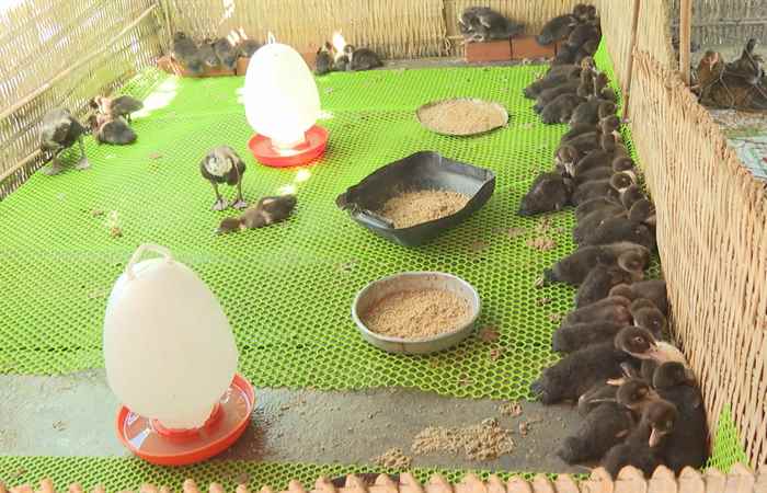 Xã Vĩnh Quới phấn đấu đạt tiêu chí Nông thôn mới nâng cao (18-11-2023)